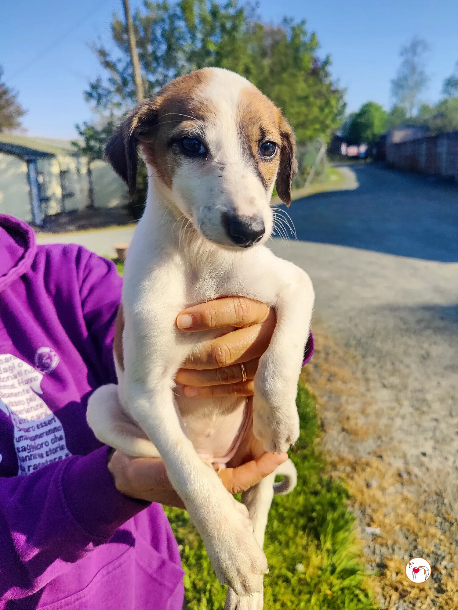 mia grey cucciolo adozione 18