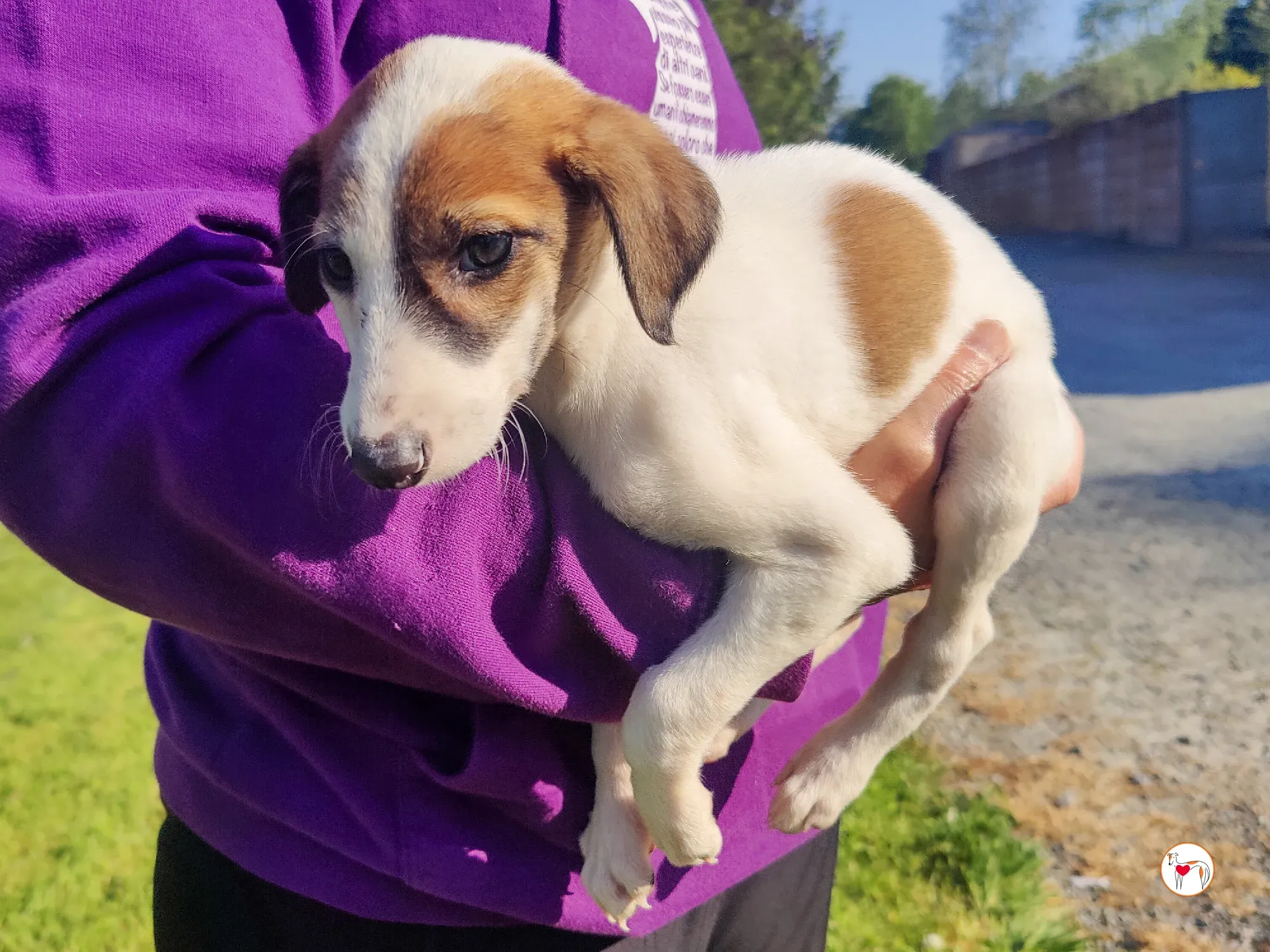 mia grey cucciolo adozione 19