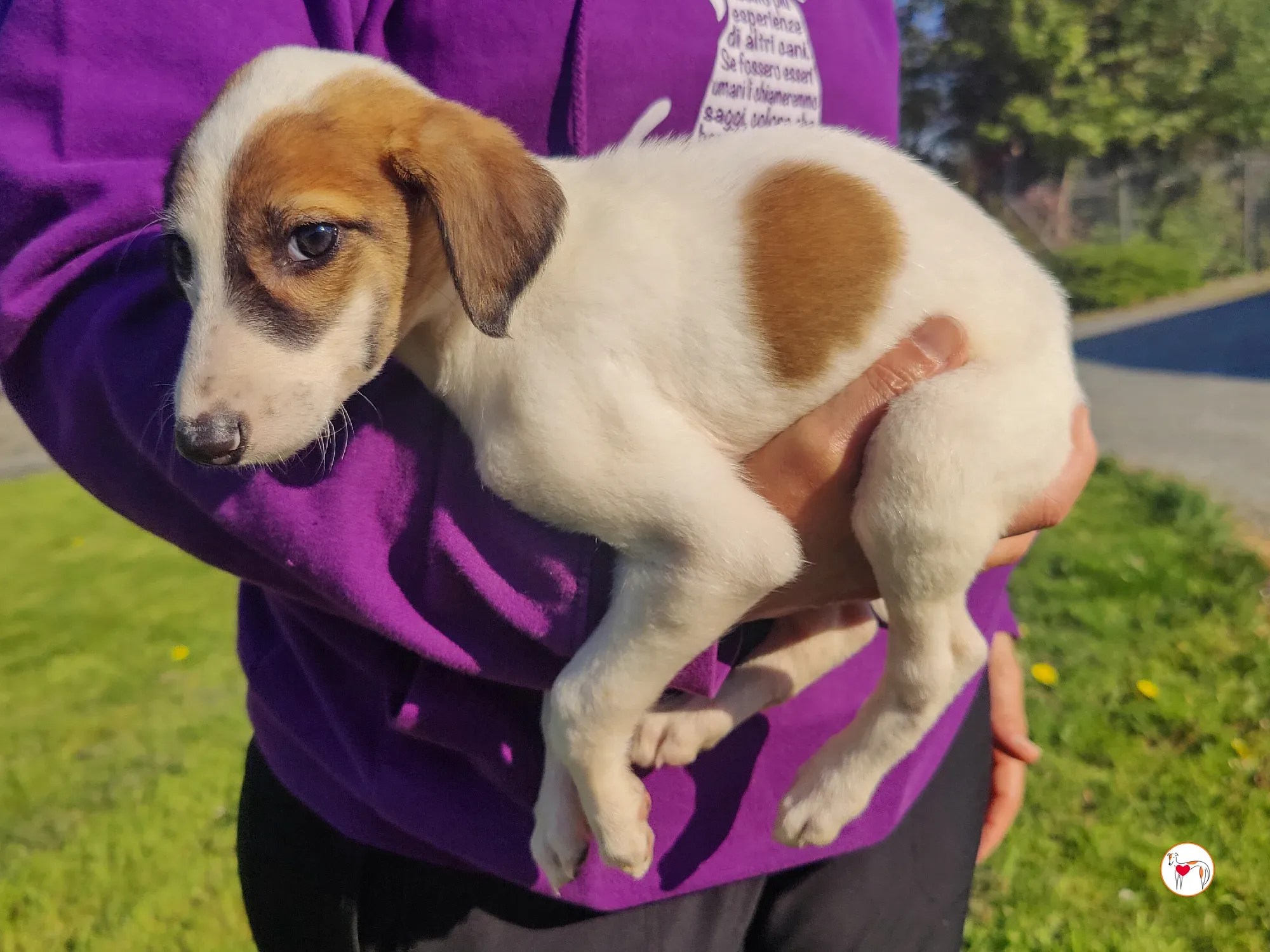 mia grey cucciolo adozione 20