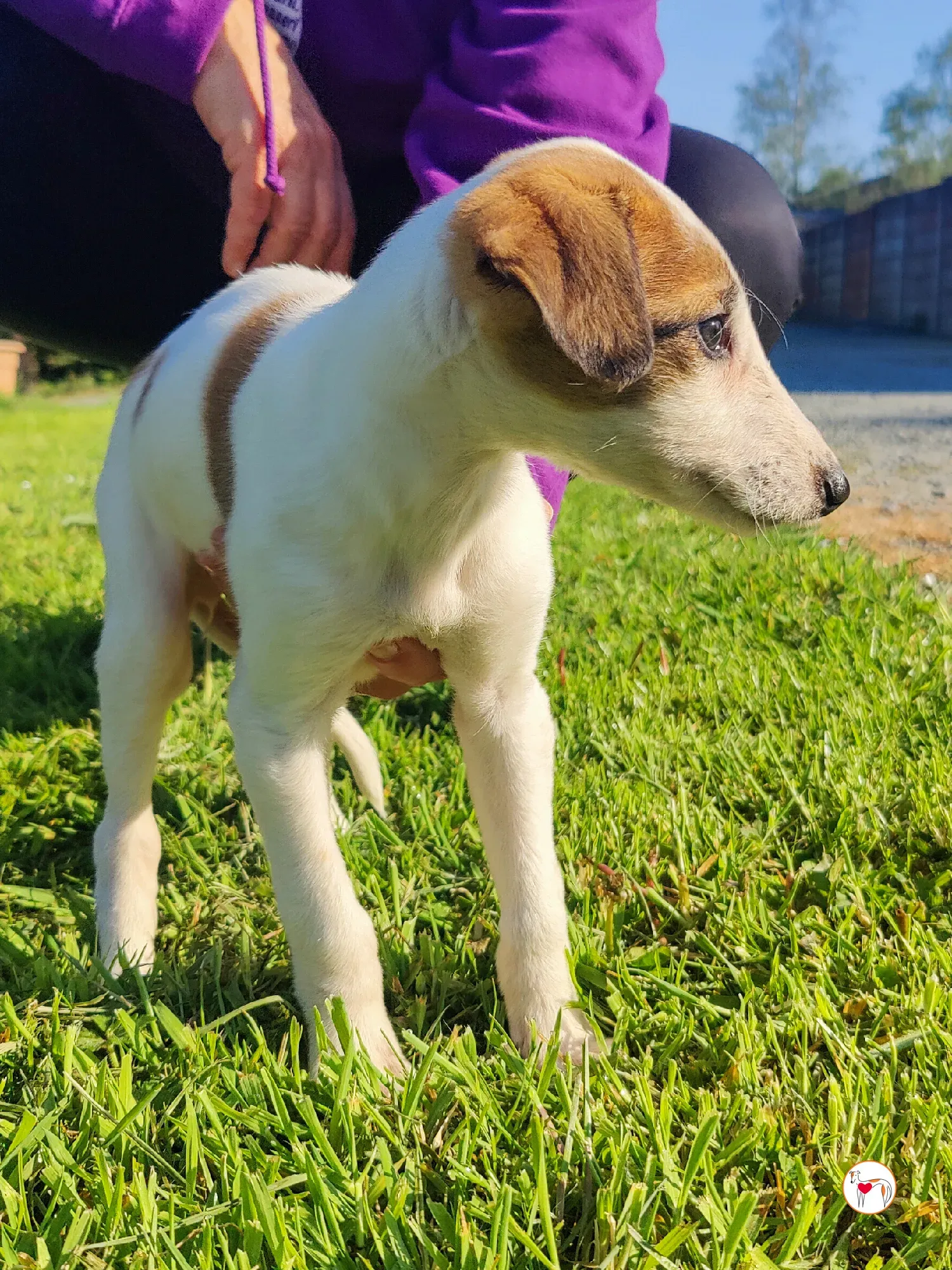 mia grey cucciolo adozione 21