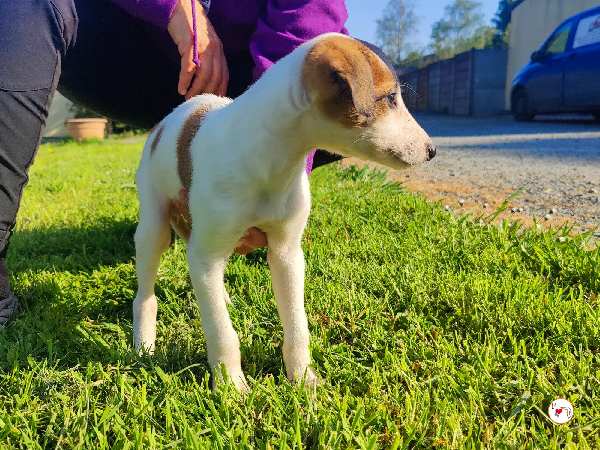 mia grey cucciolo adozione 22