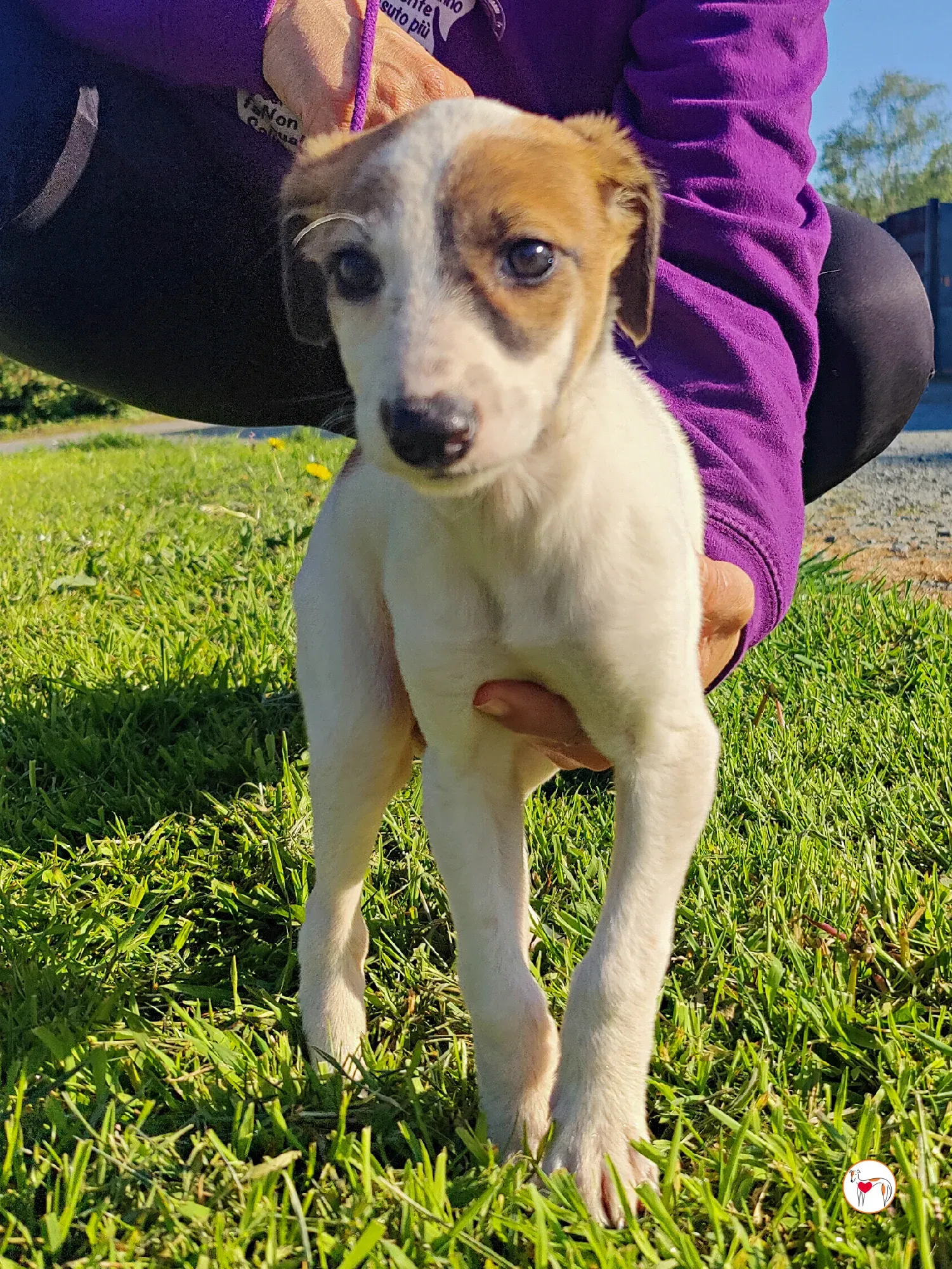 mia grey cucciolo adozione 23