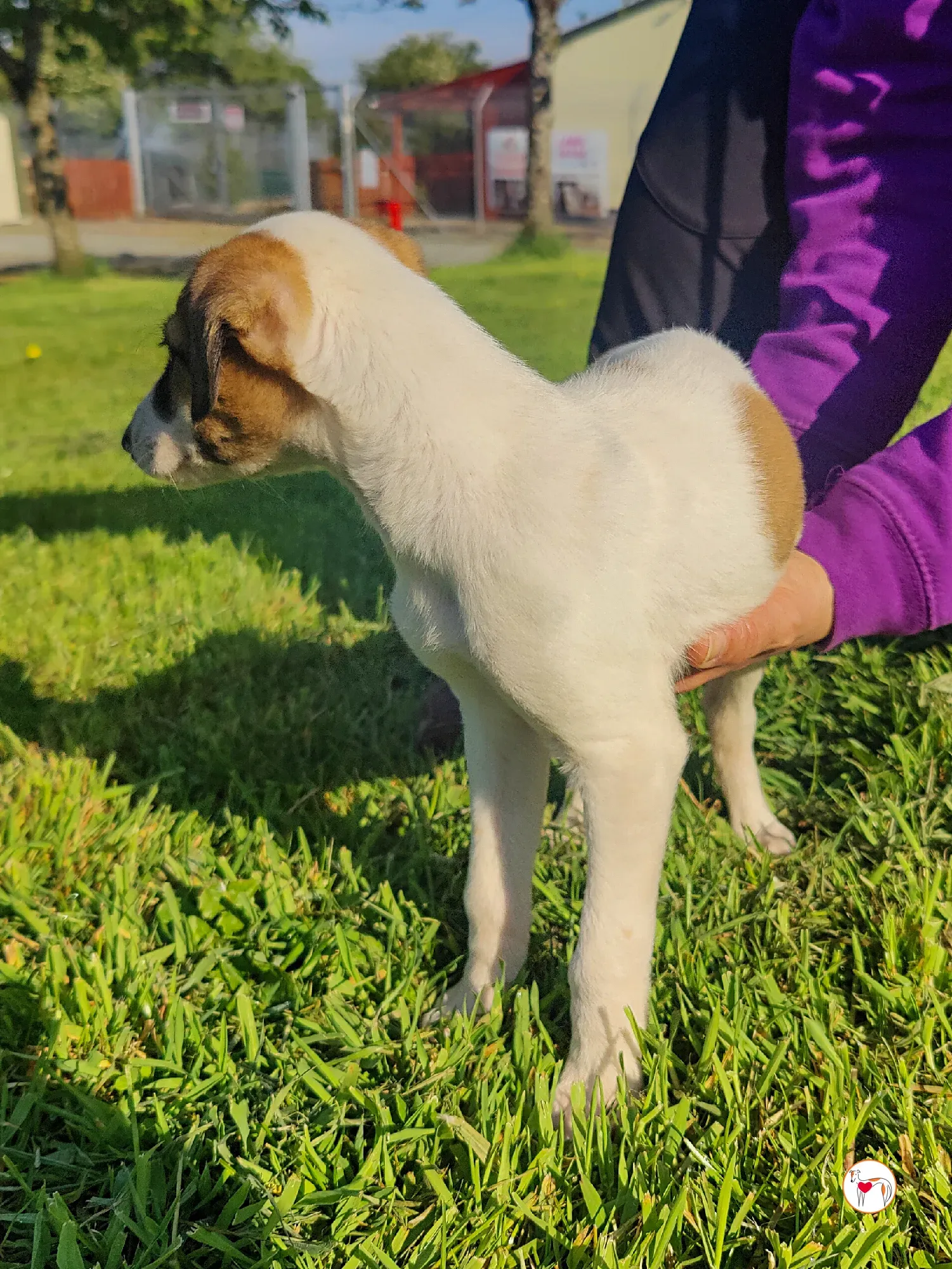 mia grey cucciolo adozione 24