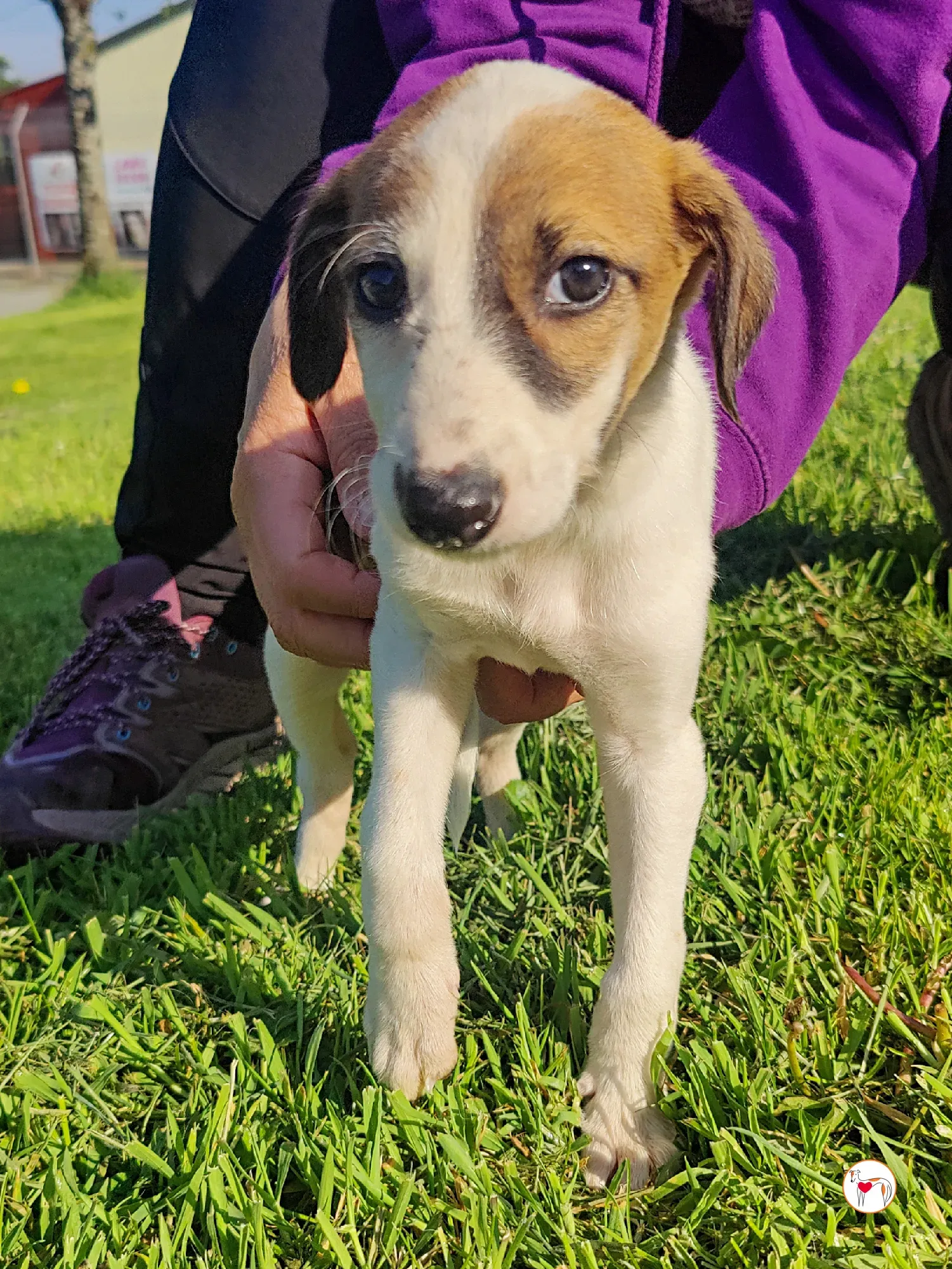 mia grey cucciolo adozione 25