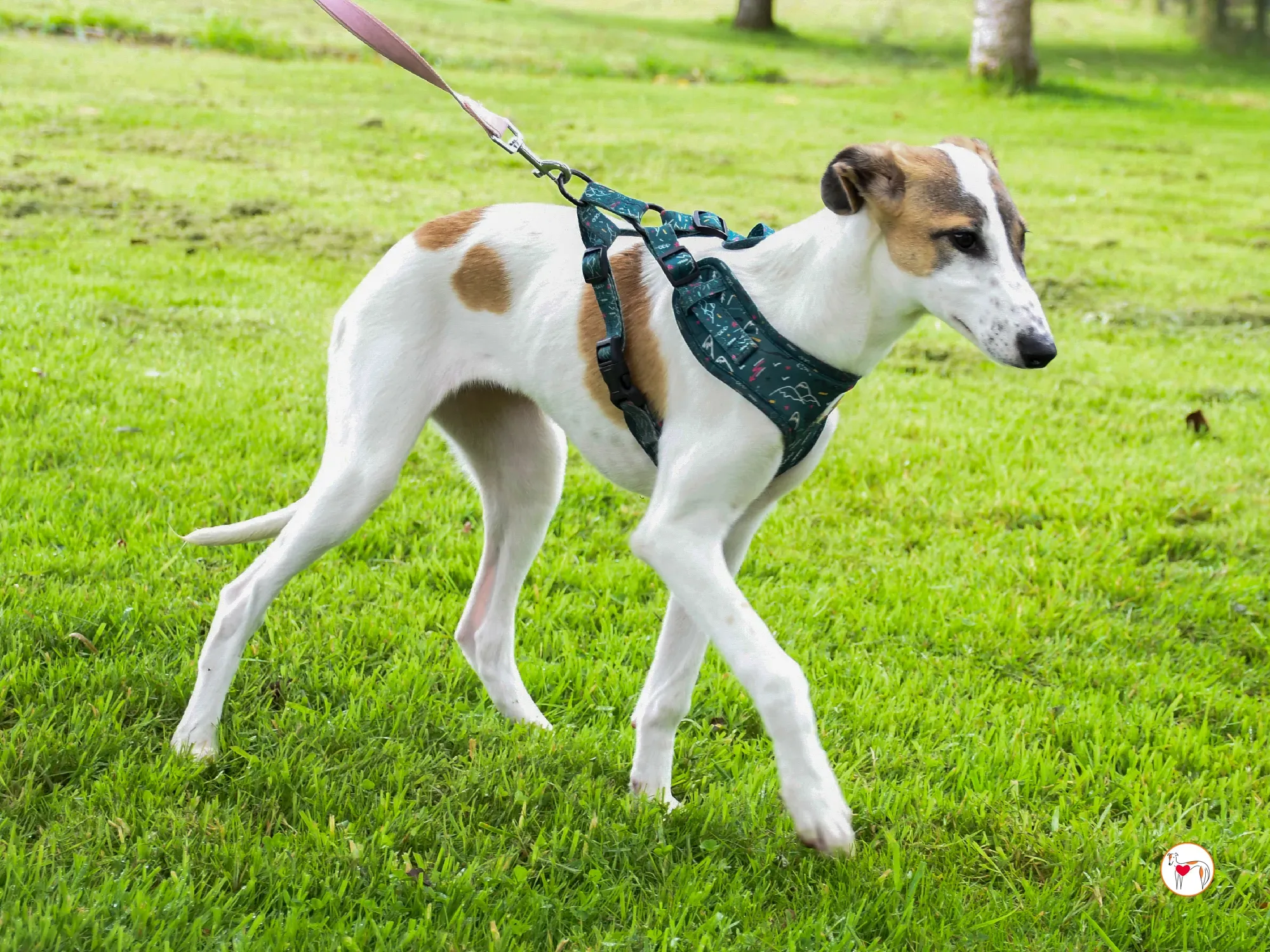 mia grey cucciolo adozione 26