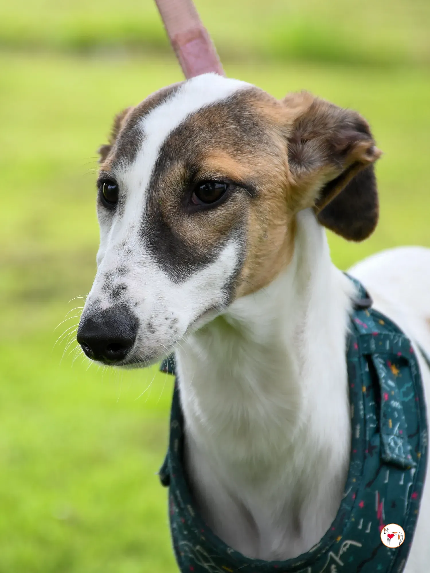 mia grey cucciolo adozione 27