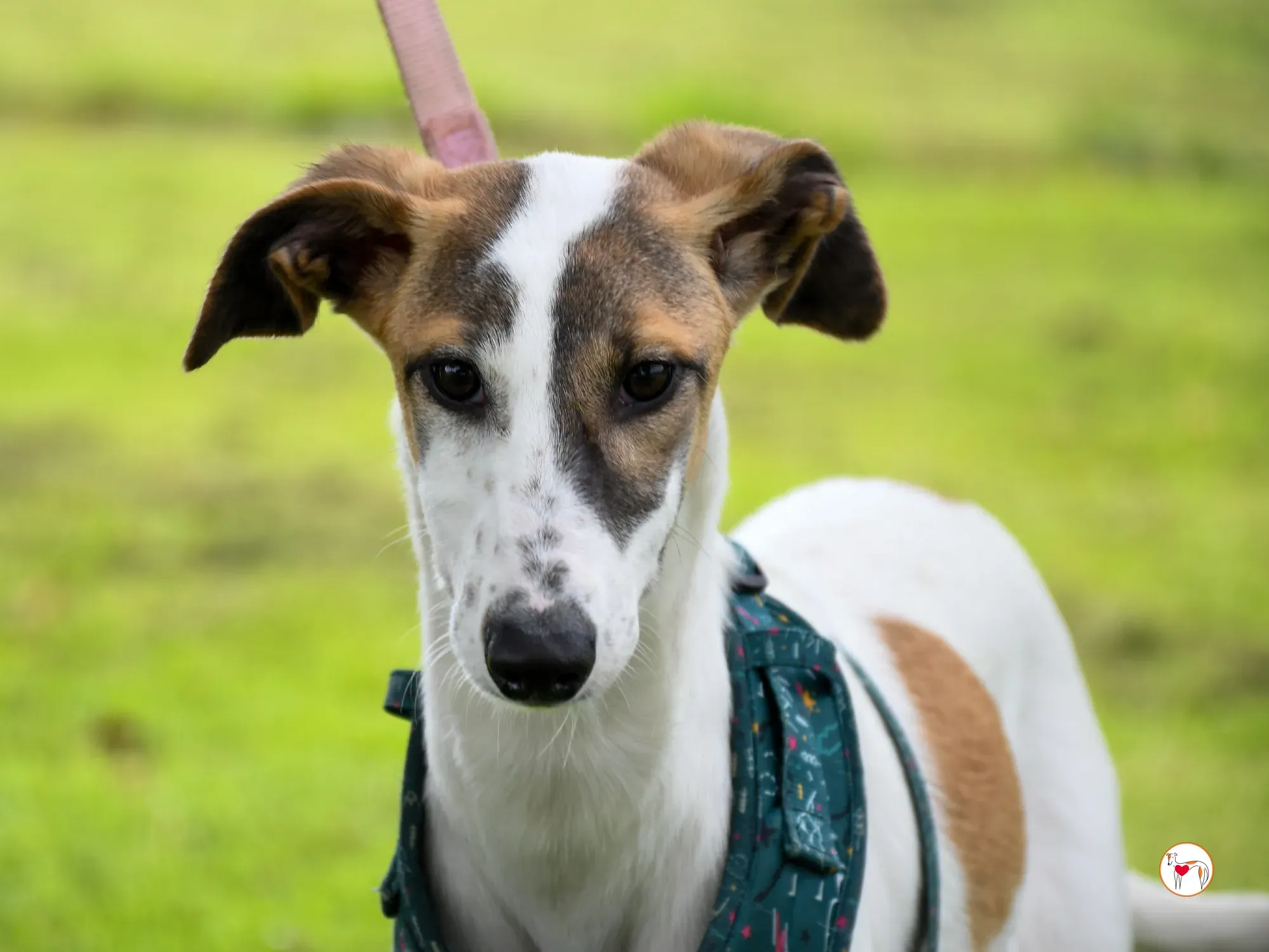 mia grey cucciolo adozione 28