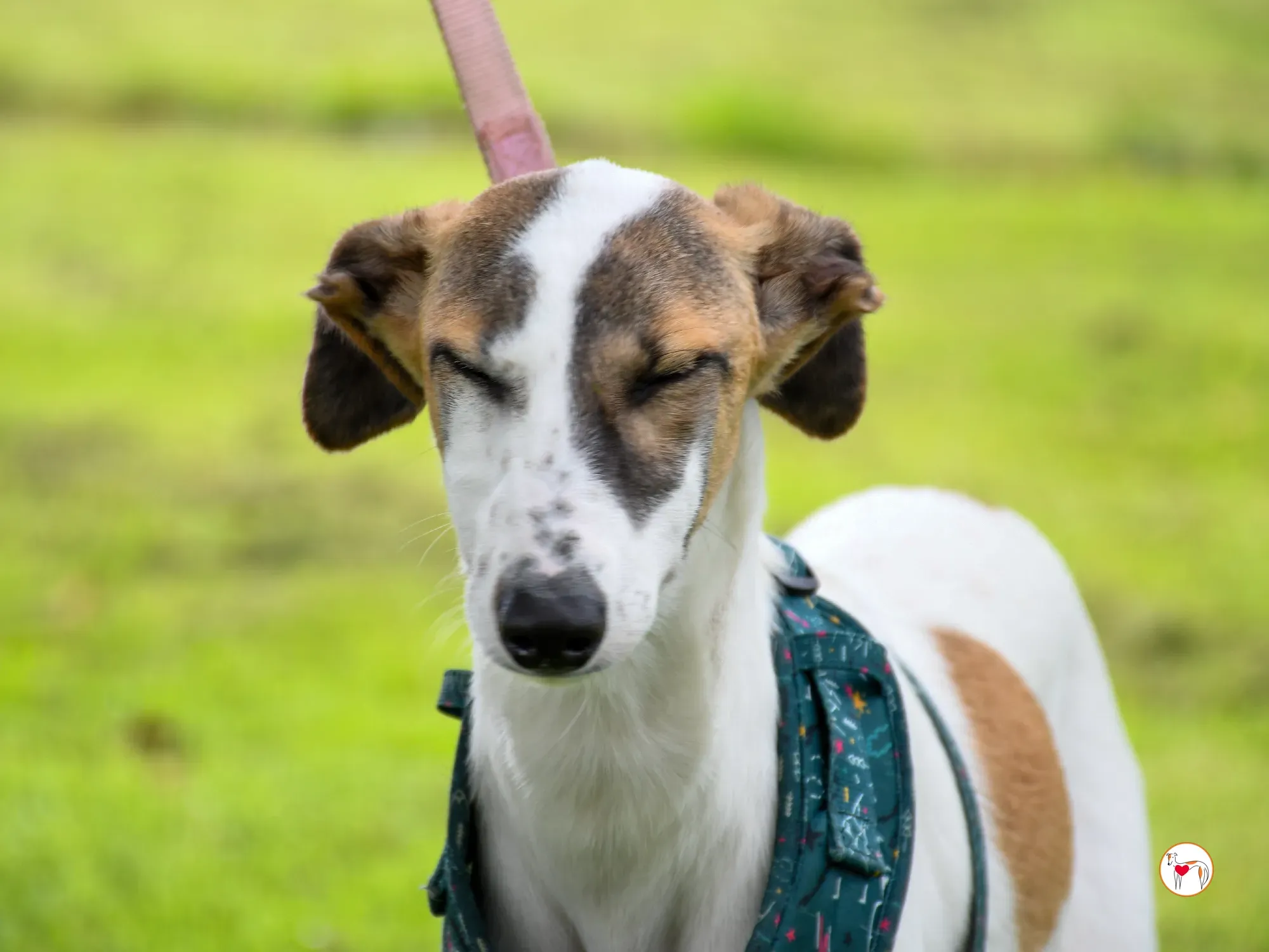 mia grey cucciolo adozione 29