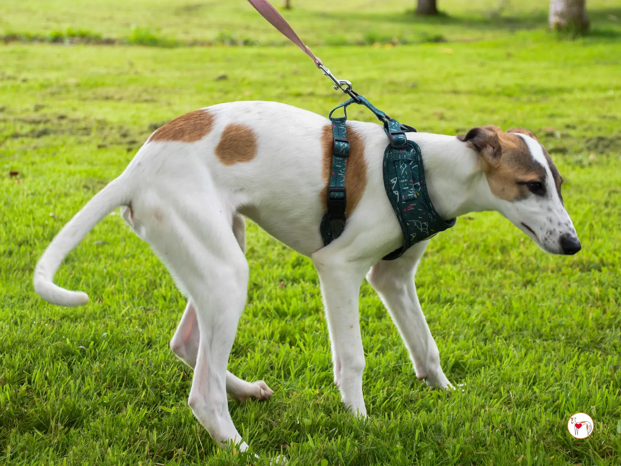 mia grey cucciolo adozione 30