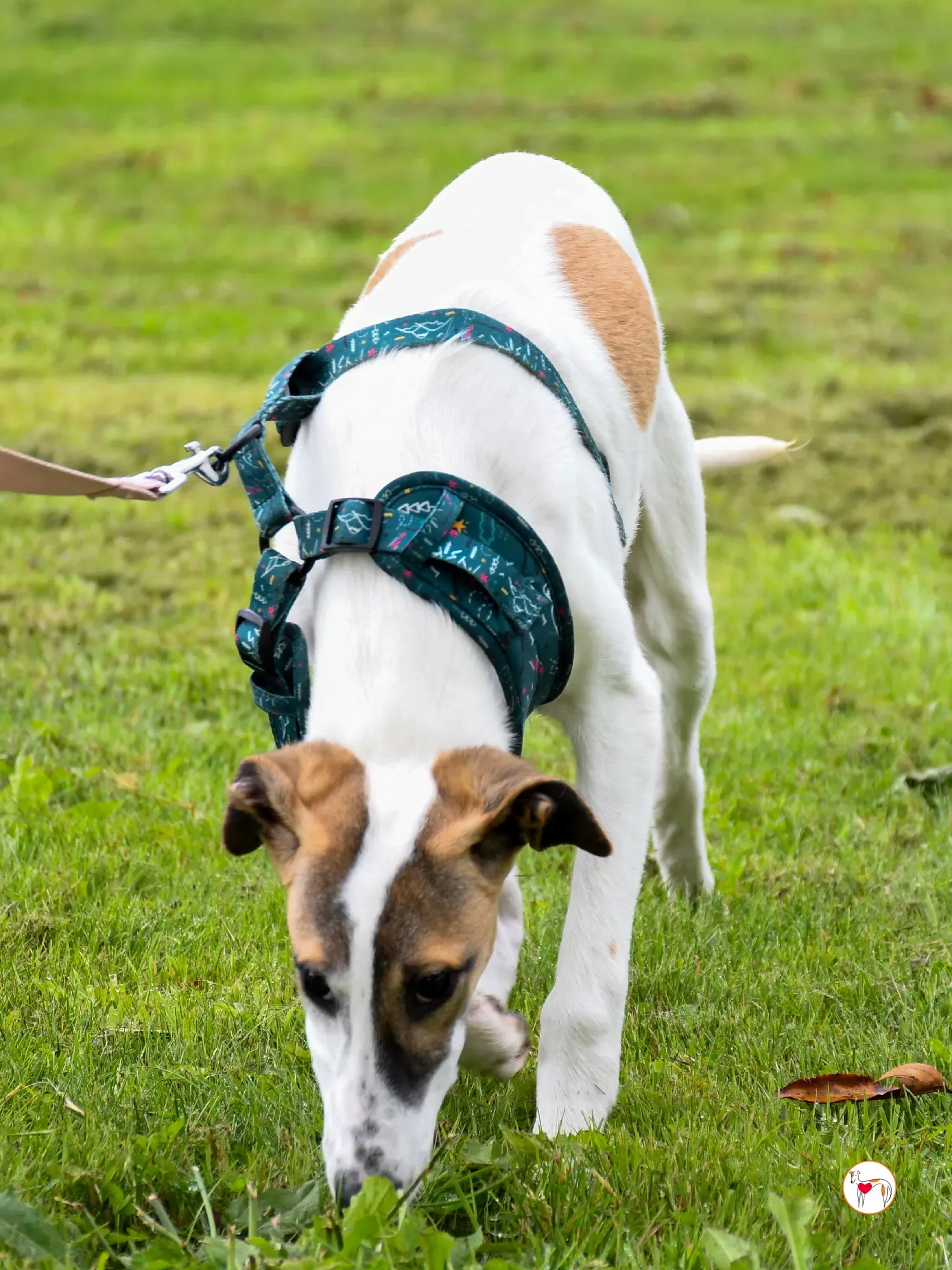 mia grey cucciolo adozione 31