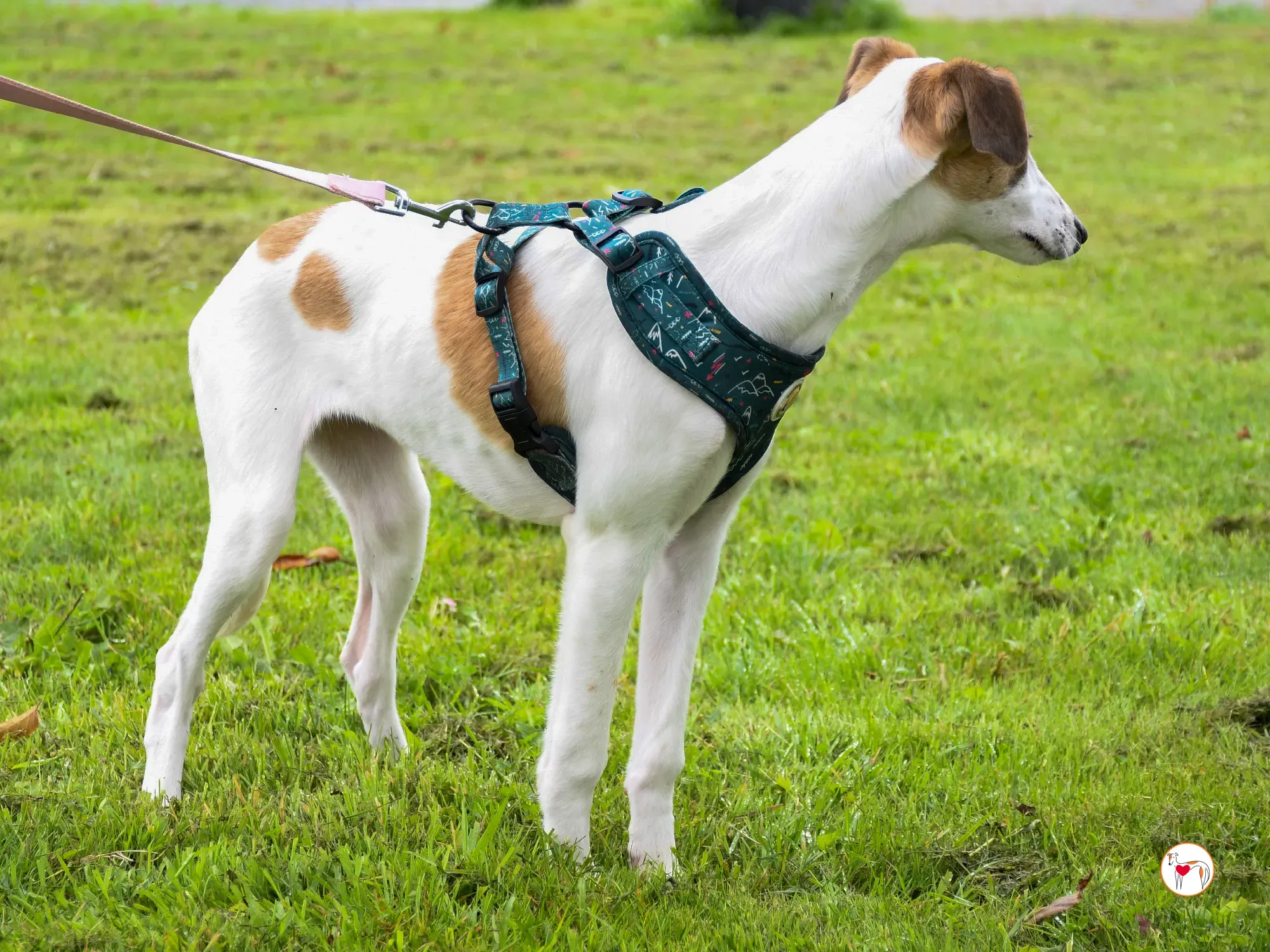 mia grey cucciolo adozione 32