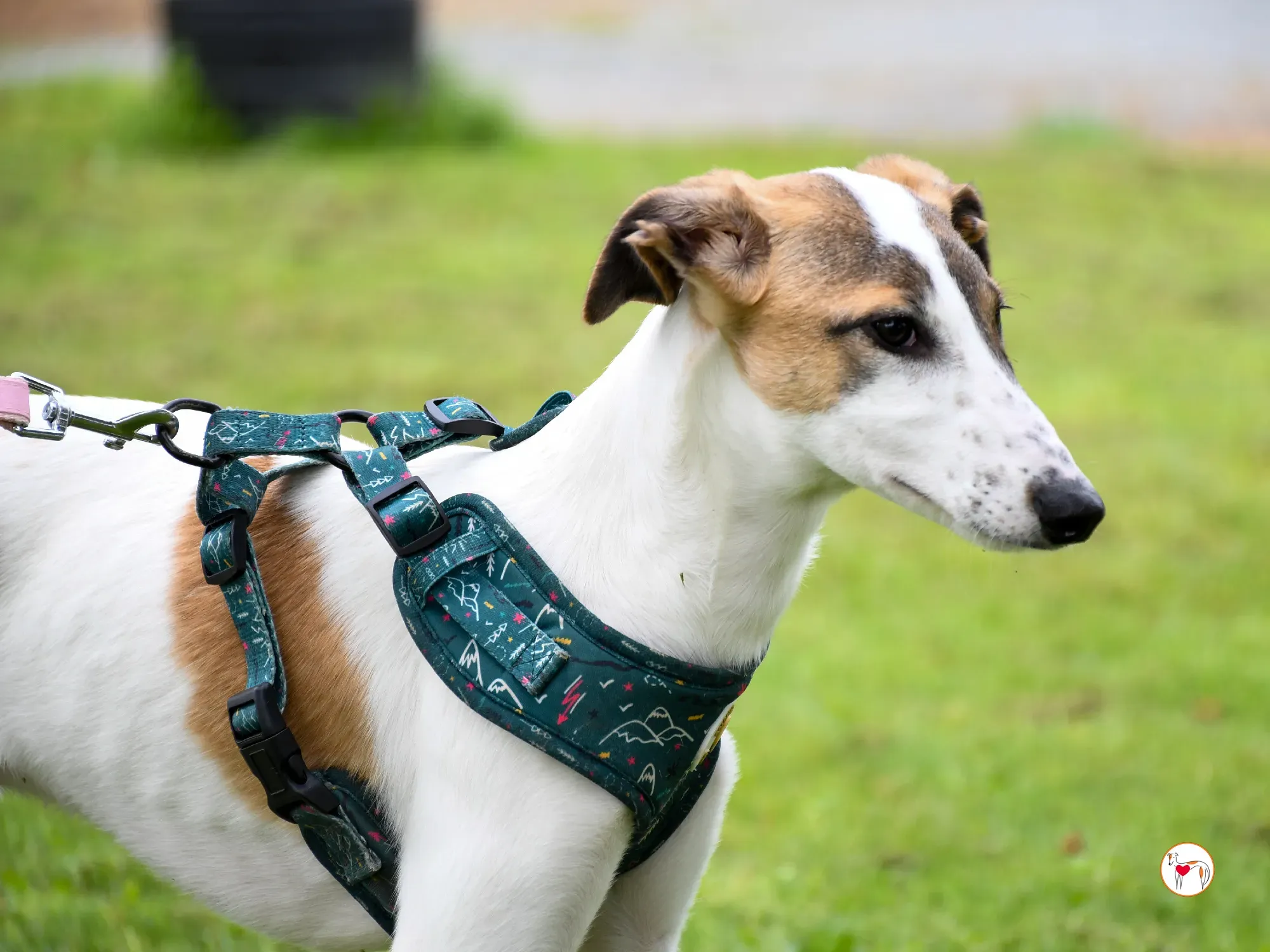 mia grey cucciolo adozione 33