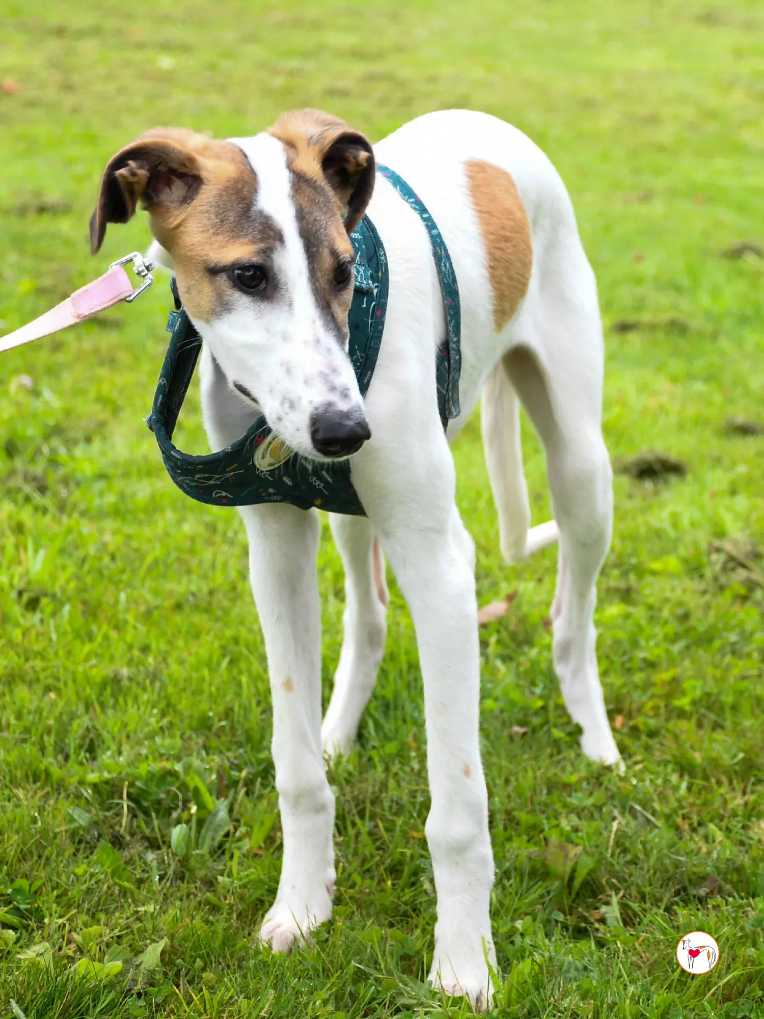 mia grey cucciolo adozione 34