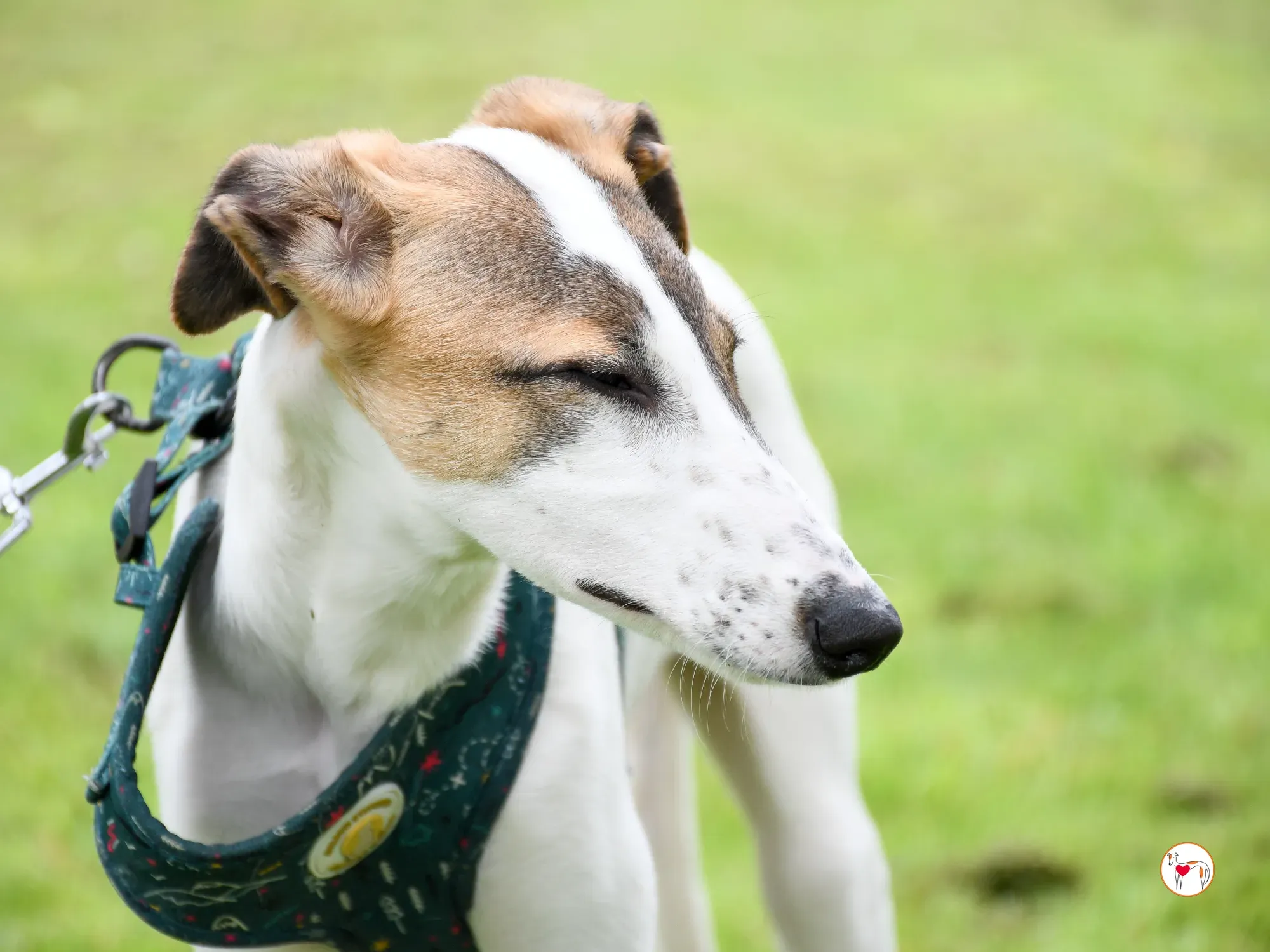 mia grey cucciolo adozione 35