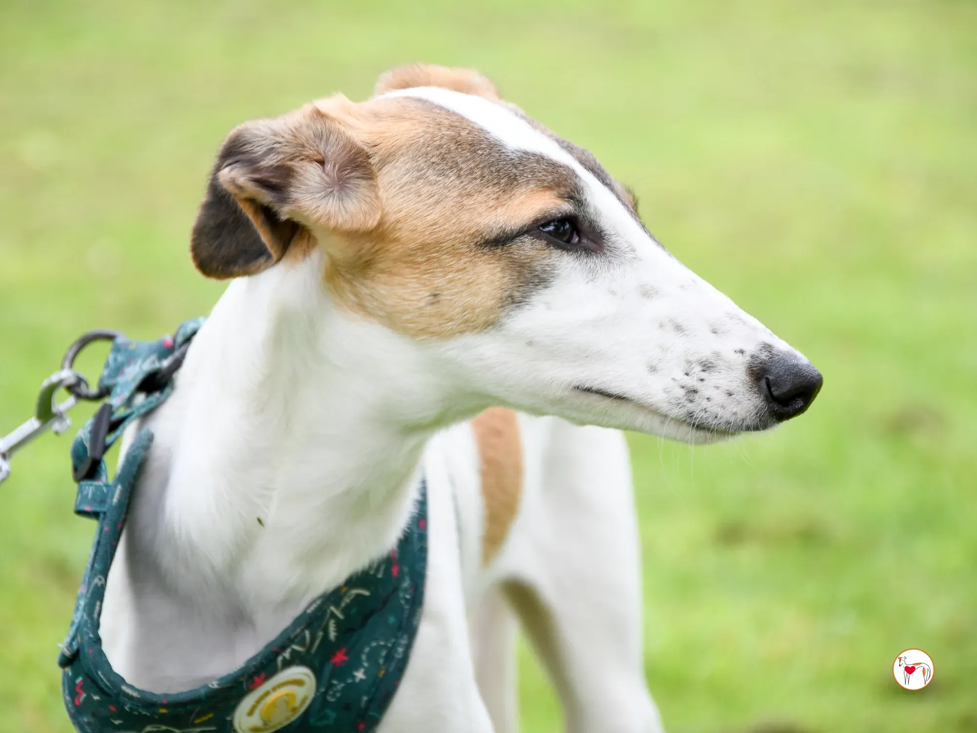 mia grey cucciolo adozione 36