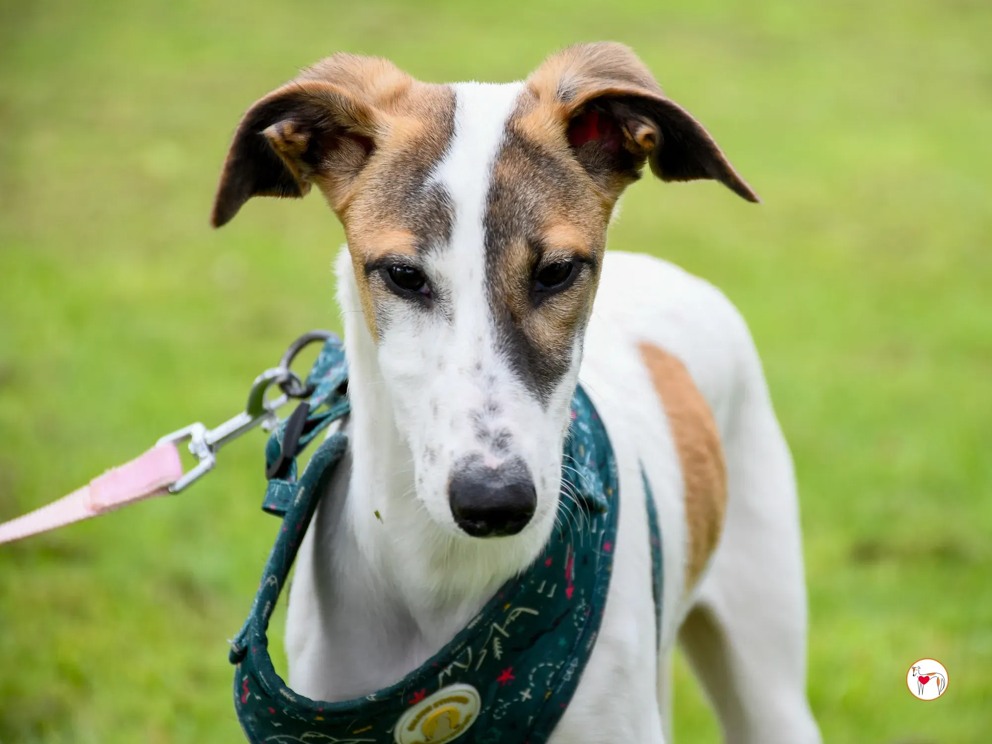 mia grey cucciolo adozione 37