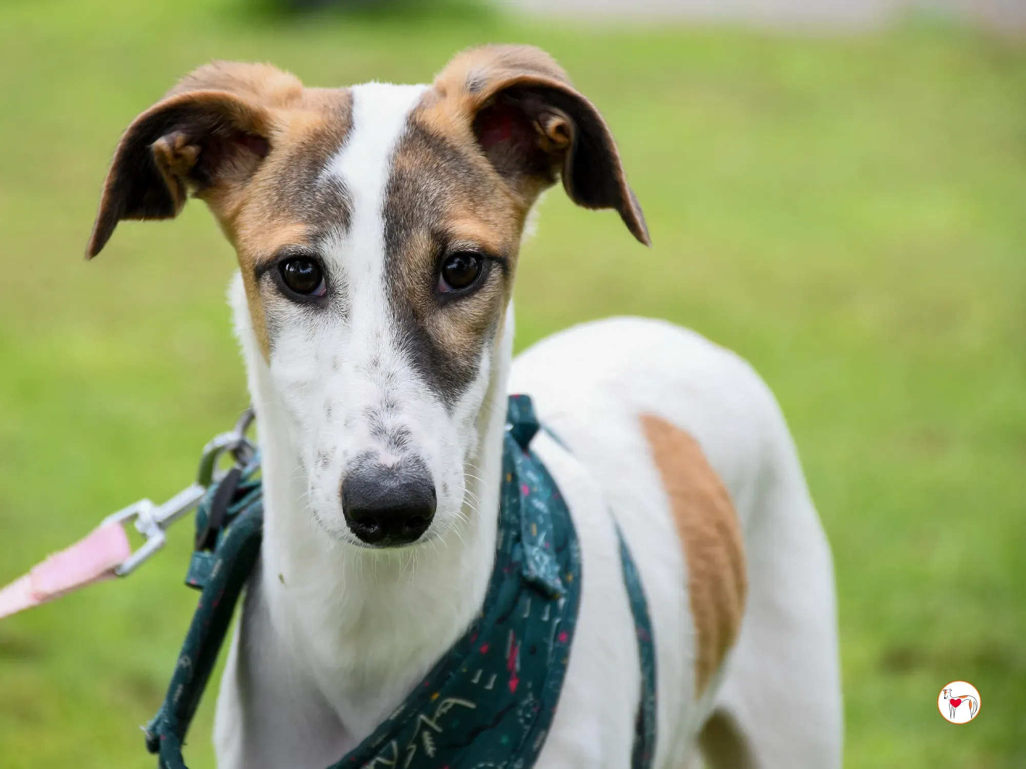 mia grey cucciolo adozione 38