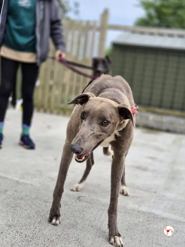 miami grey adozione 01