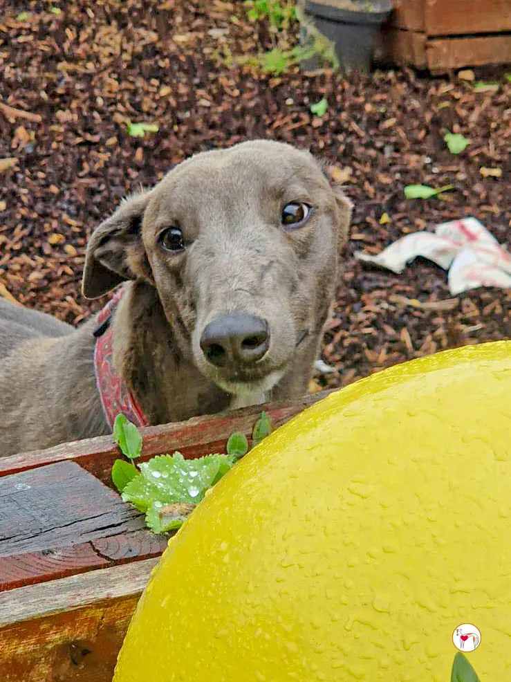 miami grey adozione 02