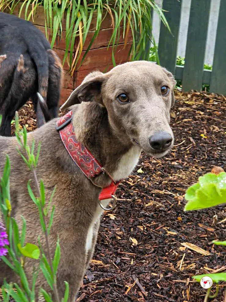 miami grey adozione 03