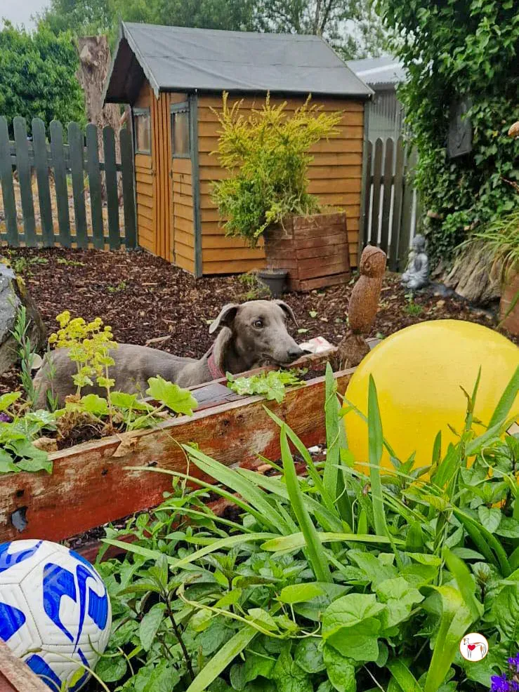 miami grey adozione 04