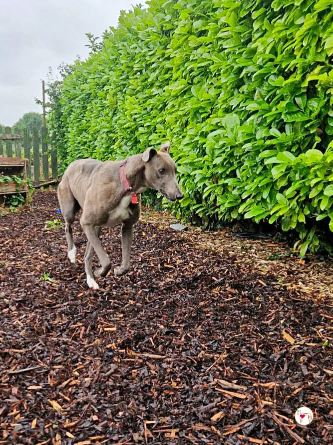 miami grey adozione 05