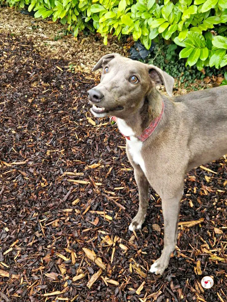 miami grey adozione 06