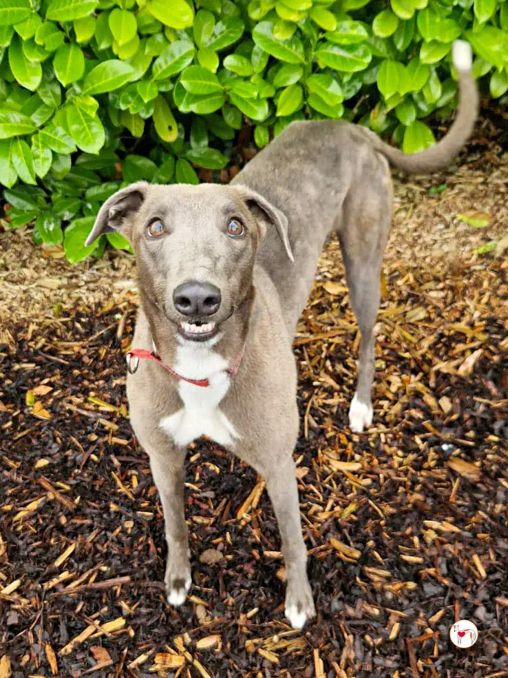 miami grey adozione 07