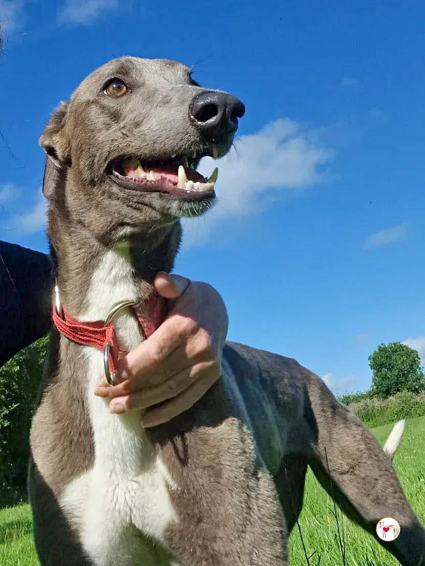 miami grey adozione 08