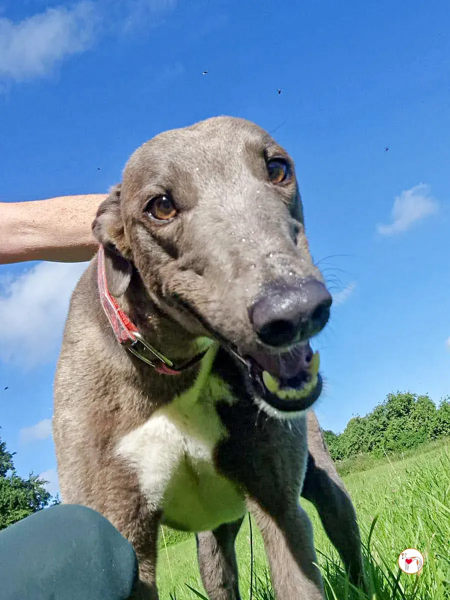 miami grey adozione 09