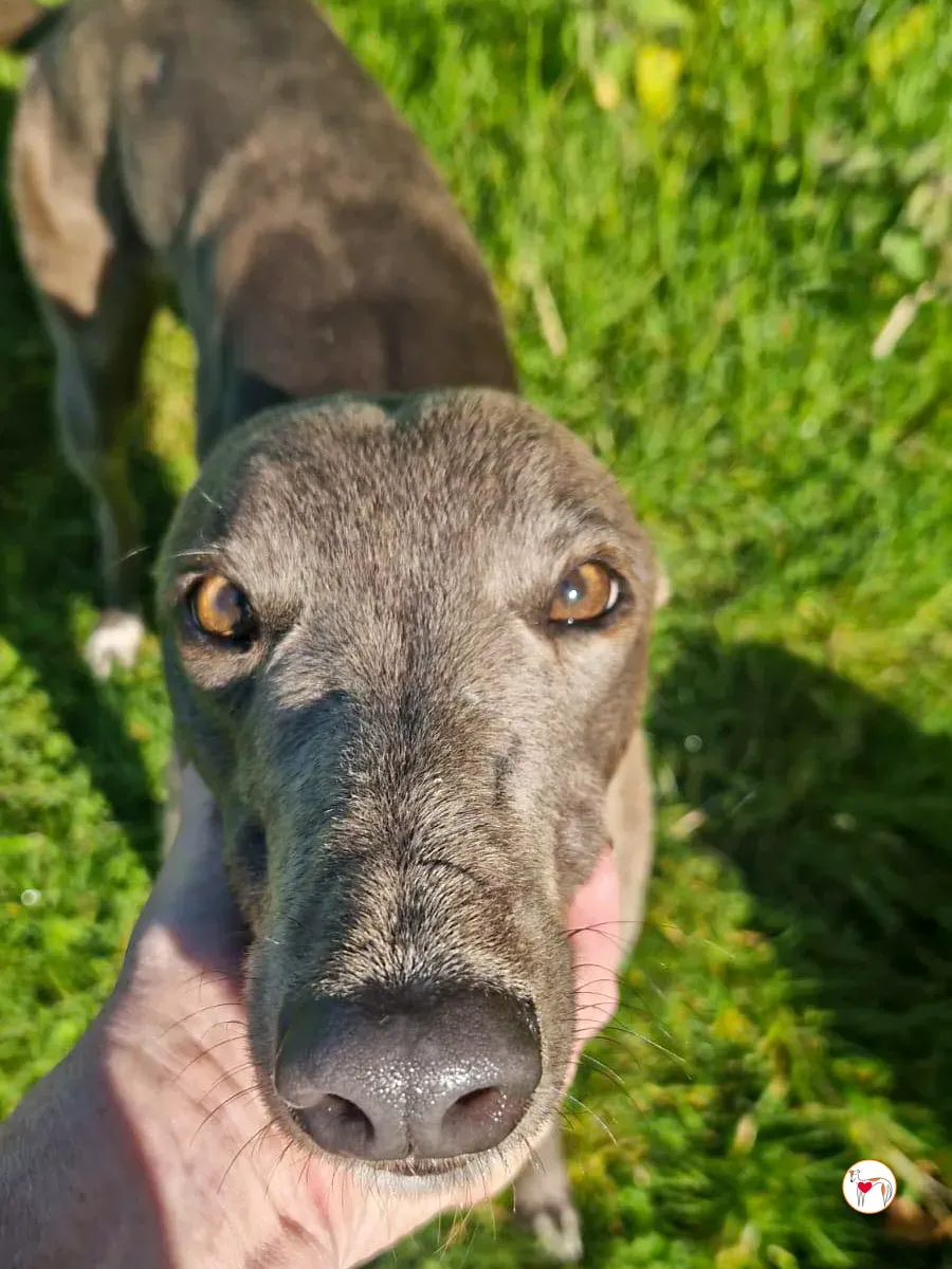 miami grey adozione 10