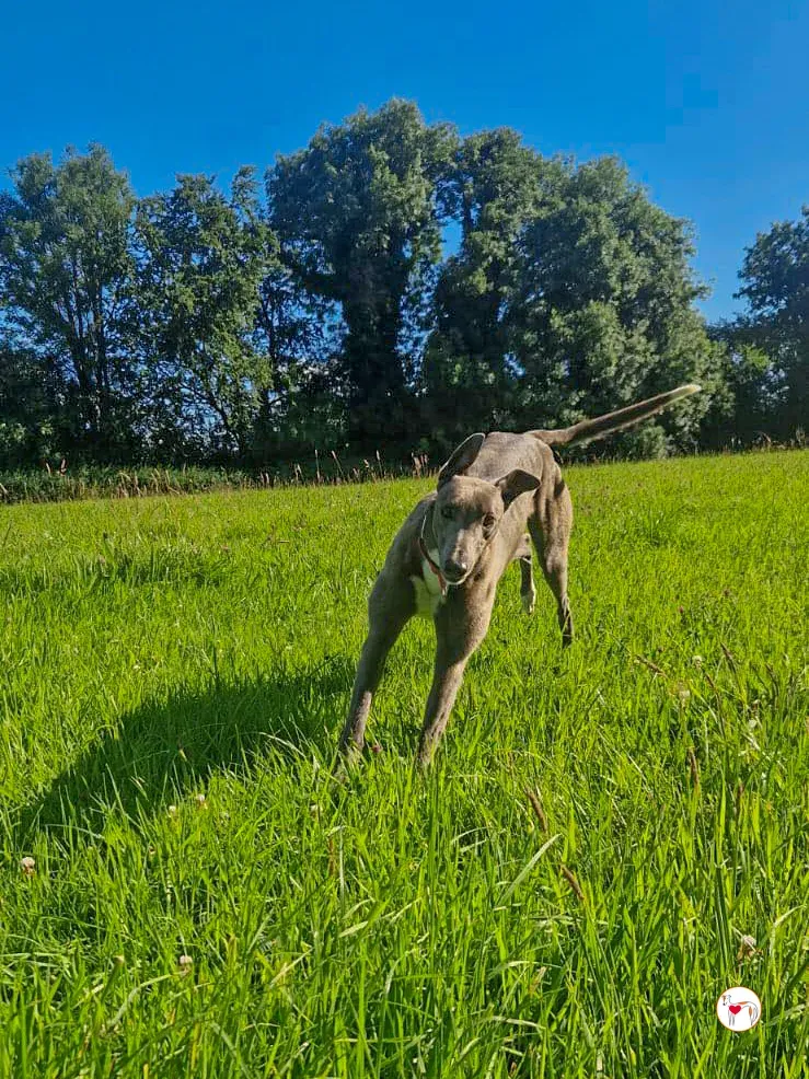 miami grey adozione 11