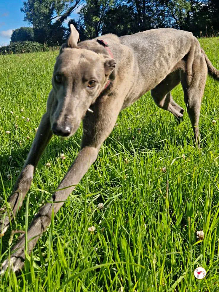 miami grey adozione 12