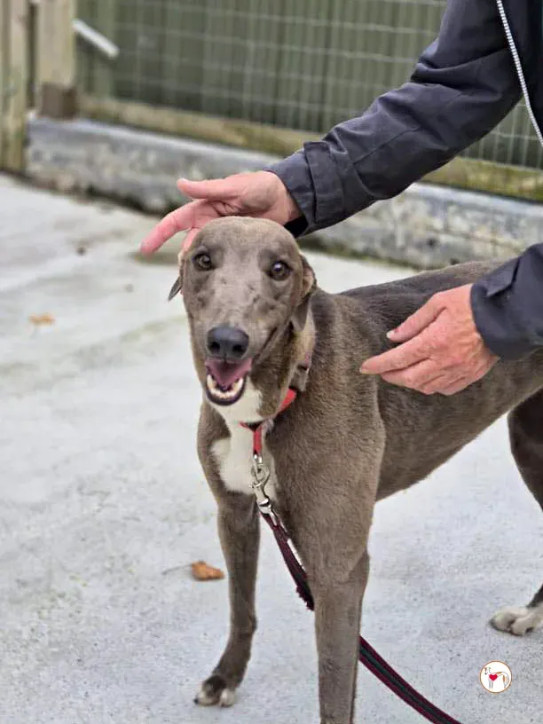 miami grey adozione 13