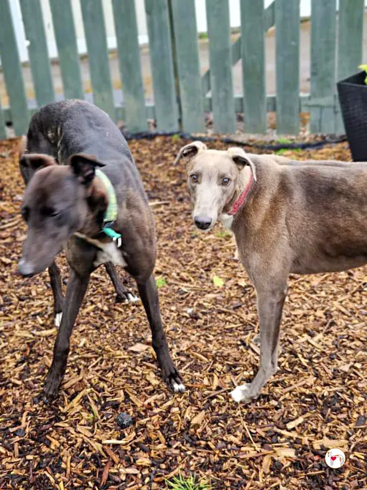 miami grey adozione 14