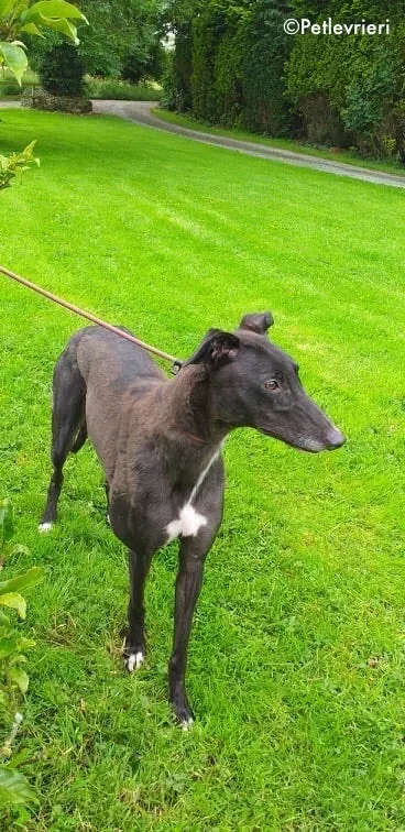 michey adozione levrieri greyhound 1 1