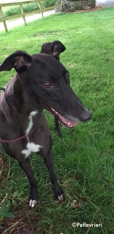 michey adozione levrieri greyhound 1