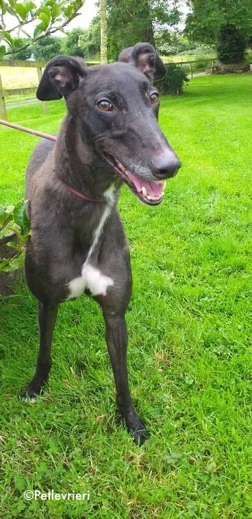 michey adozione levrieri greyhound 2 1