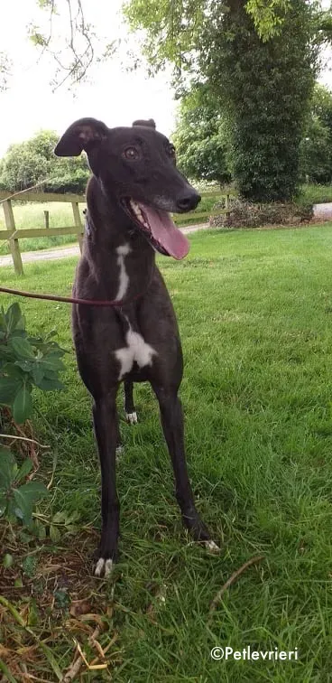 michey adozione levrieri greyhound 2