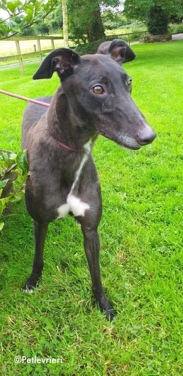 michey adozione levrieri greyhound 3 1