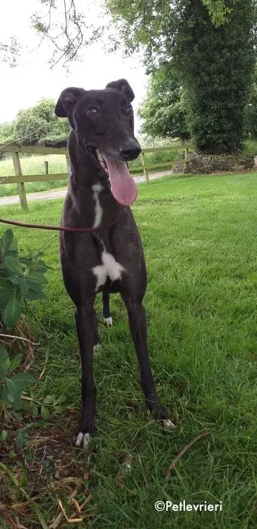 michey adozione levrieri greyhound 3