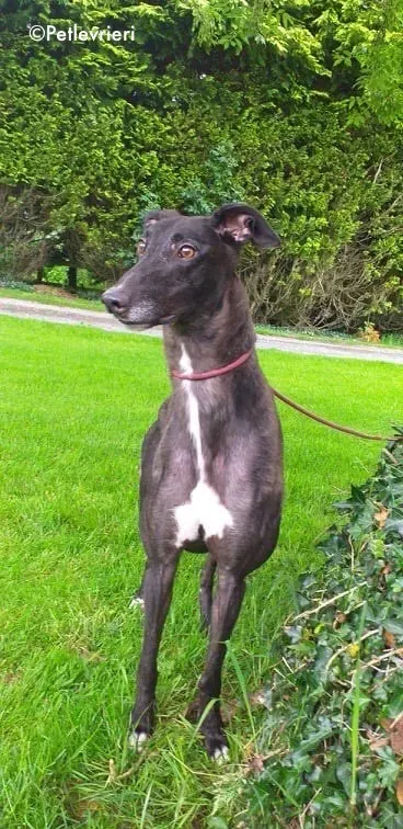 michey adozione levrieri greyhound 4 1