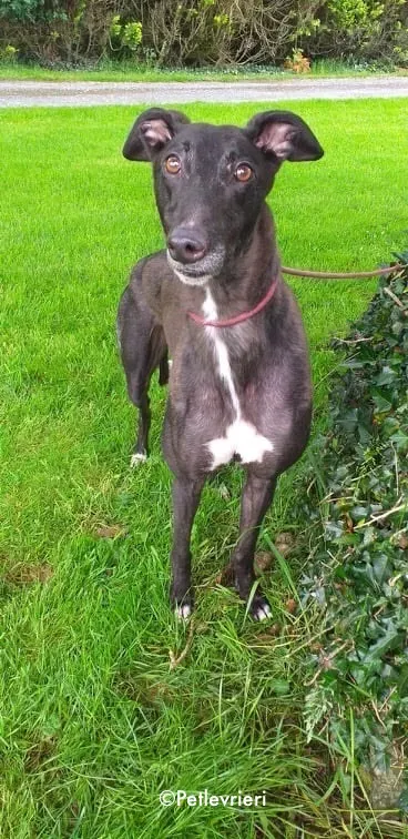 michey adozione levrieri greyhound 5 1