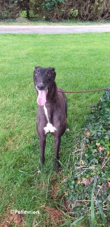 michey adozione levrieri greyhound 5