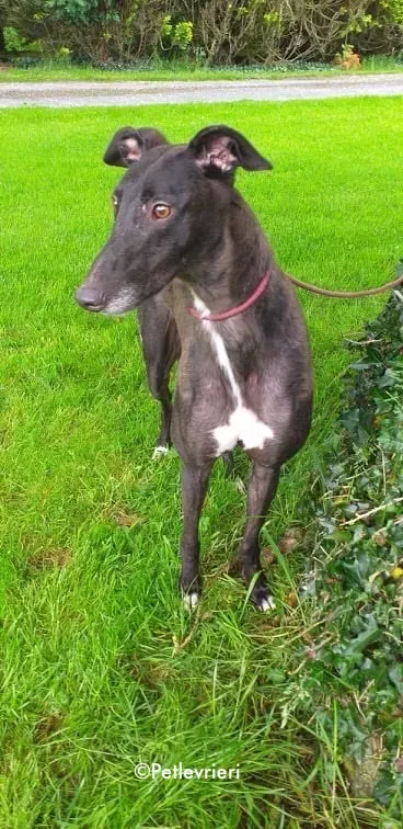 michey adozione levrieri greyhound 6