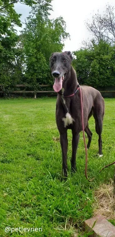 michey1 adozione greyhound