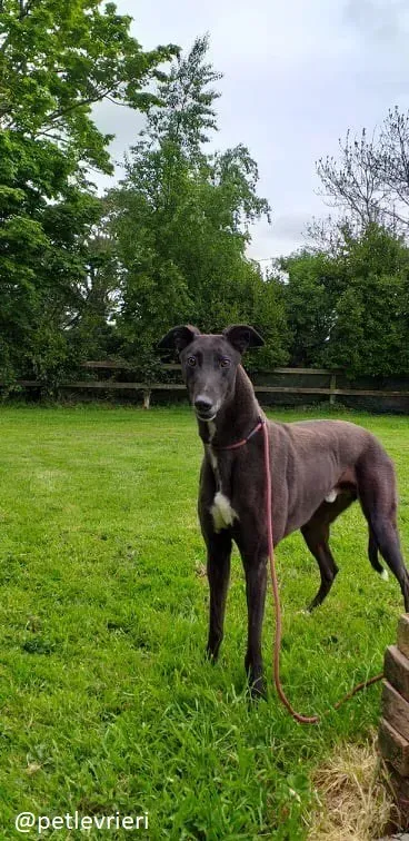 michey2 adozione greyhound 1