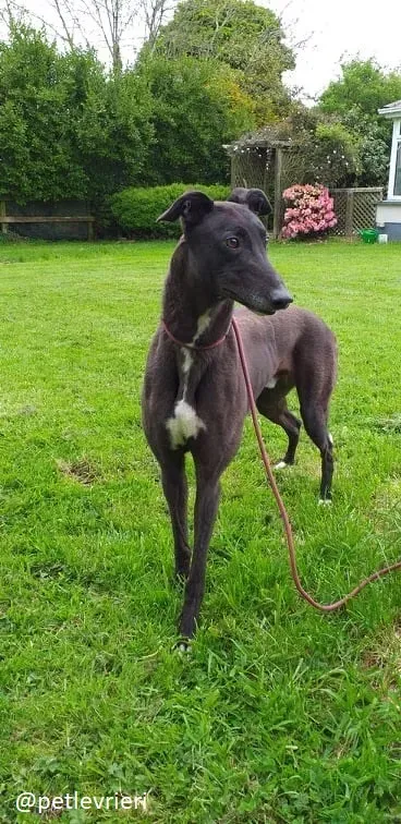 michey3 adozione greyhound 2
