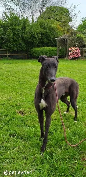 michey4 adozione greyhound 3