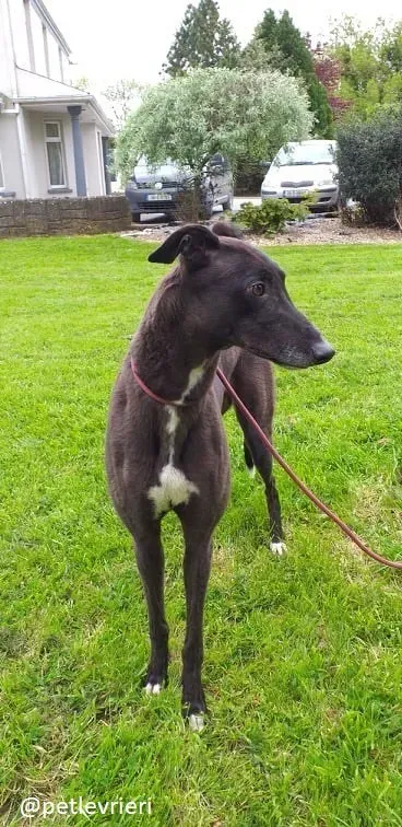 michey5 adozione greyhound 4